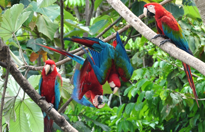 Macaws having fun