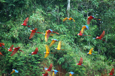 Macaws of the Tambopata photo gallery