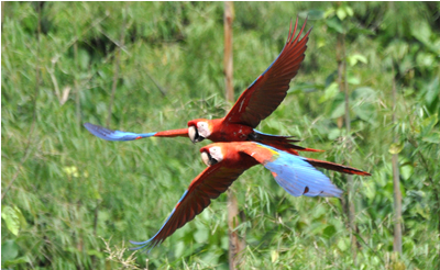 Scarlet macaws X wing