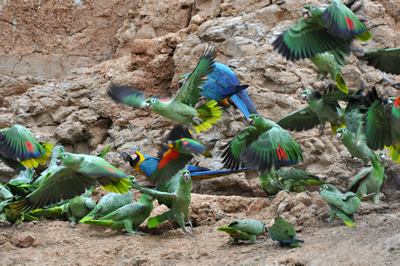 Macaws of the Tambopata photo gallery