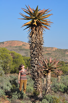giant Aloe ferox