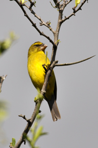 Brimstone canary
